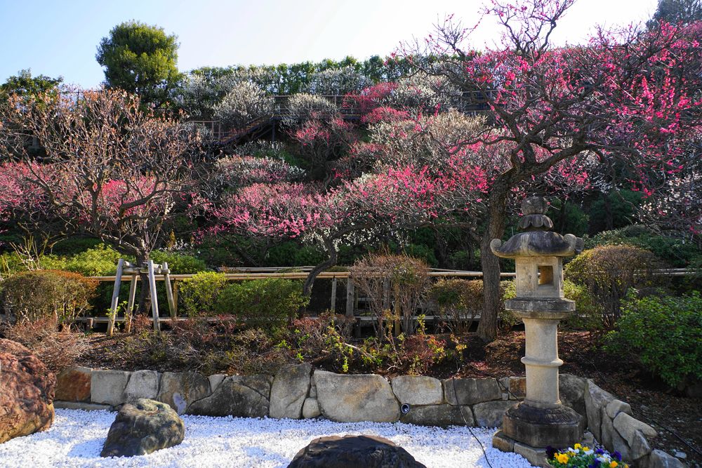 池上梅園の画像 - 3枚目