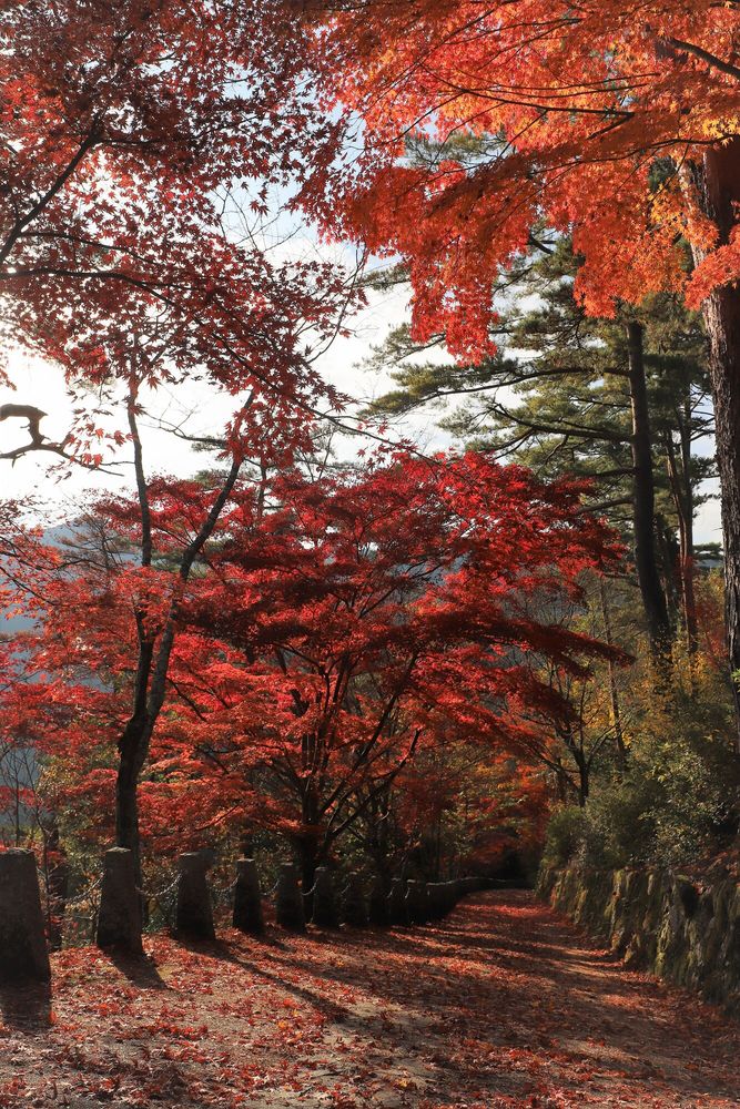 吉野山 上千本の画像 - 2枚目