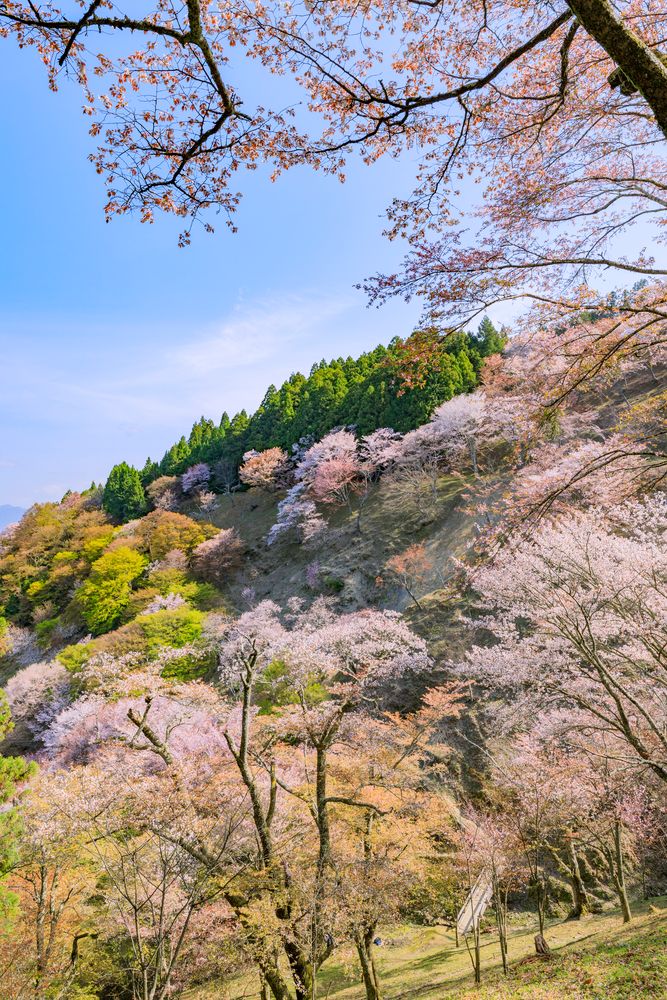 吉野山 上千本の画像 - 4枚目