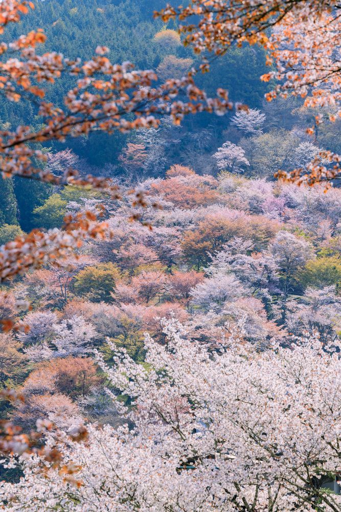 吉野山 上千本の画像 - 5枚目