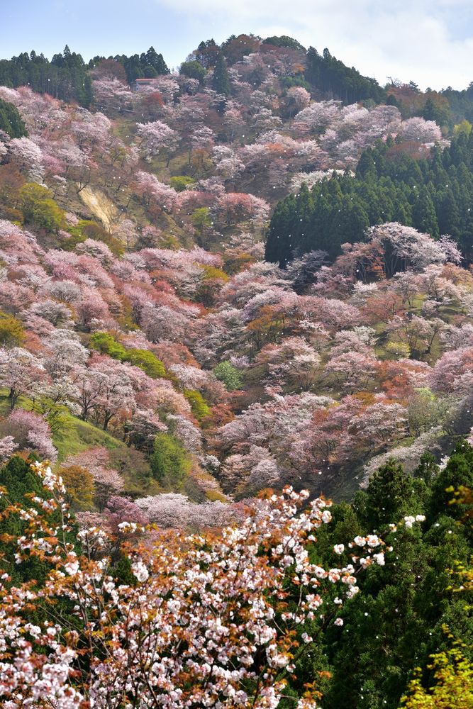 吉野山 上千本の画像 - 6枚目