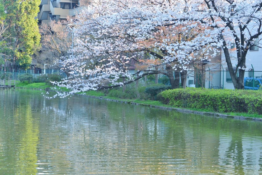 平和の森公園の画像 - 2枚目