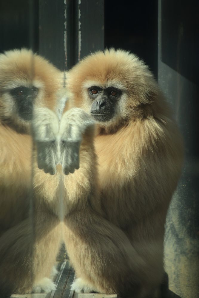 京都市動物園の画像 - 3枚目