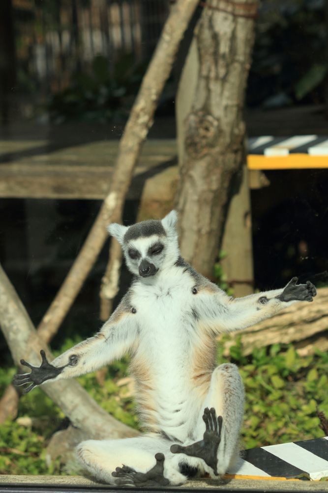 京都市動物園の画像 - 4枚目