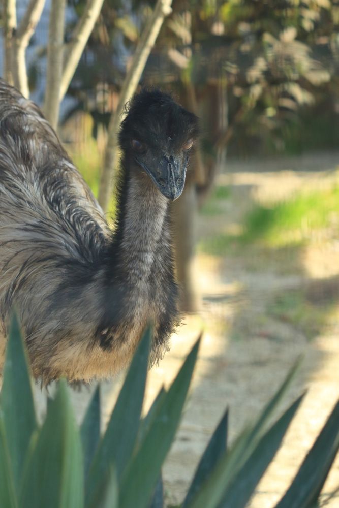 京都市動物園の画像 - 5枚目