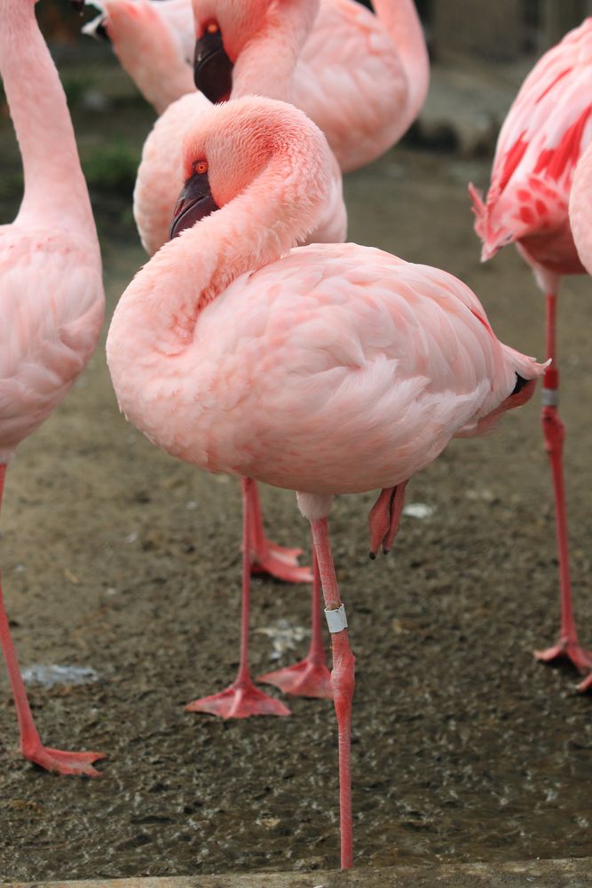 京都市動物園の画像 - 6枚目