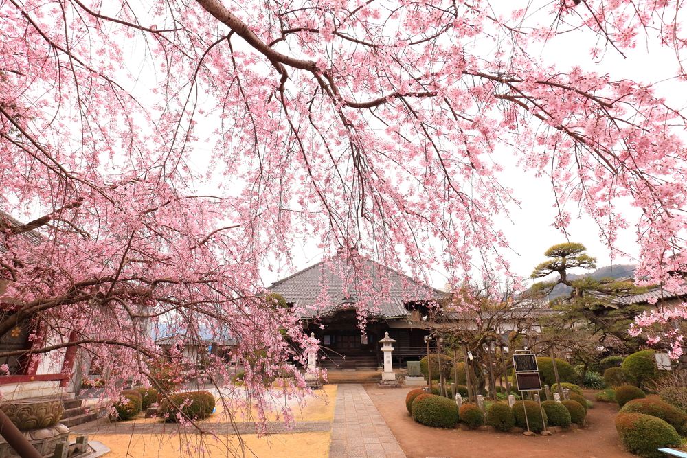 金剛寺の画像 - 5枚目
