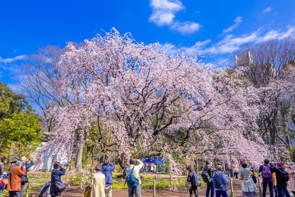 六義園の画像 - 3枚目