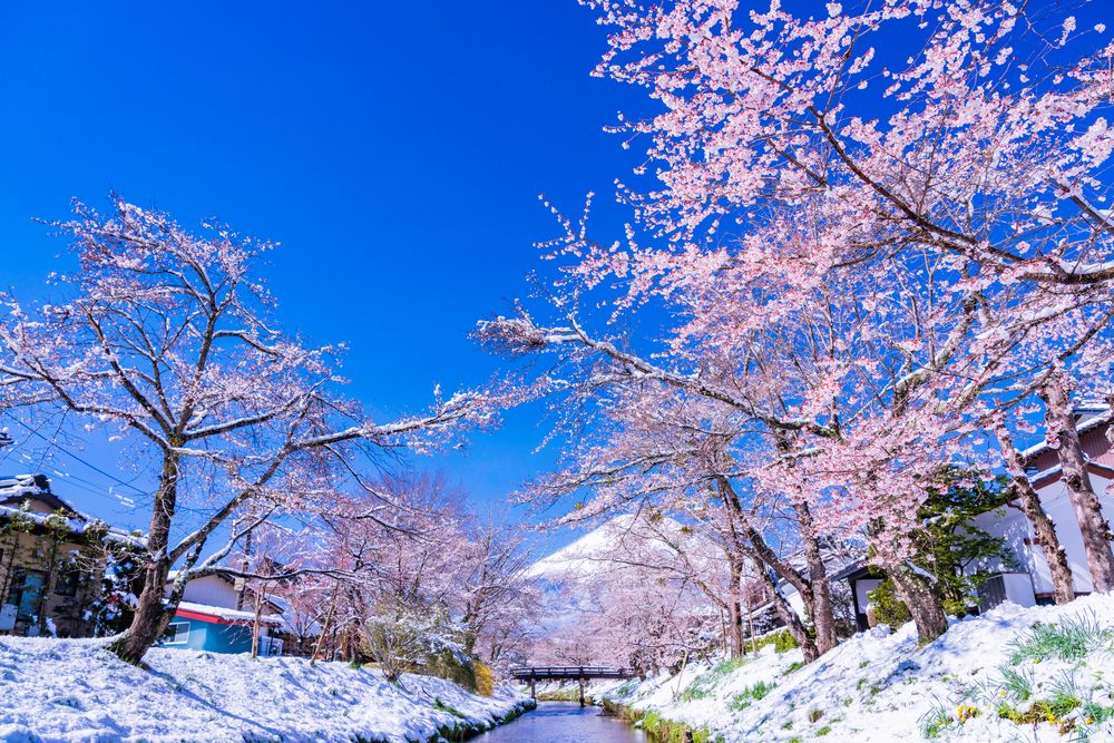 忍野八海の画像 - 3枚目