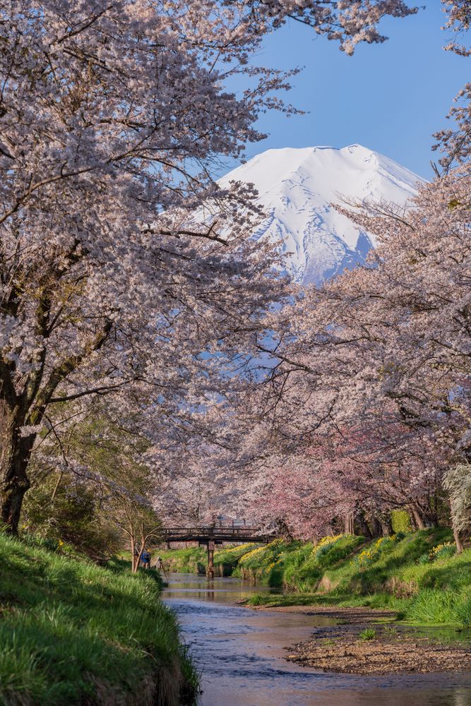 忍野八海の画像 - 6枚目