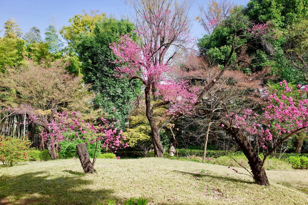 殿ヶ谷戸庭園】の周辺スポット・アクセス・口コミ - Prism Japan
