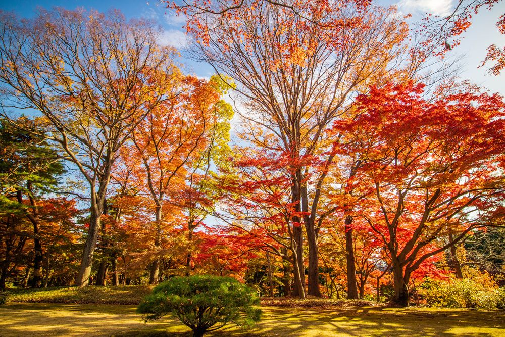 殿ヶ谷戸庭園】の周辺スポット・アクセス・口コミ - Prism Japan