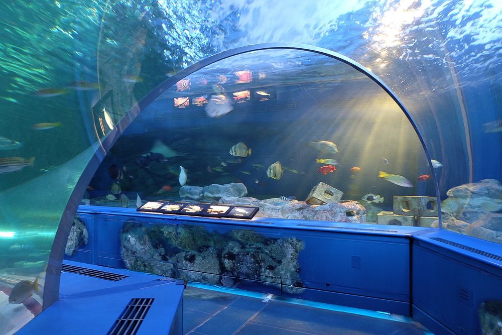 しながわ水族館の画像 - 4枚目