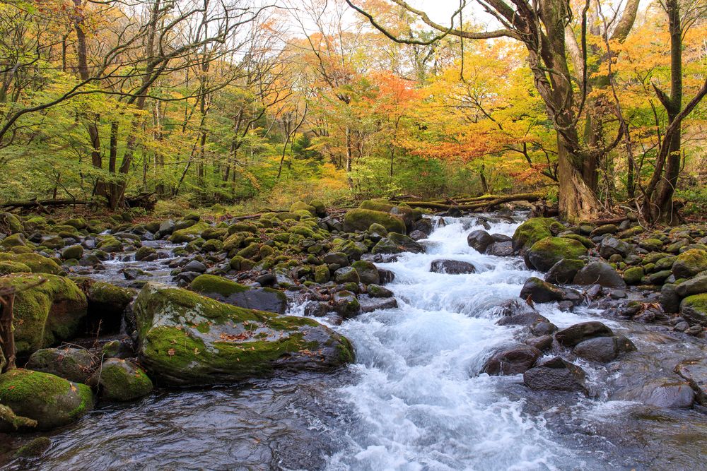 尚仁沢湧水の画像 - 2枚目