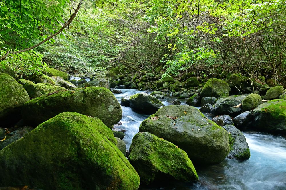 尚仁沢湧水の画像 - 5枚目