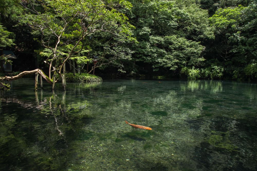 出流原弁天池の画像 - 3枚目