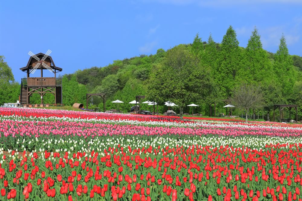 世羅高原農場の画像 - 4枚目