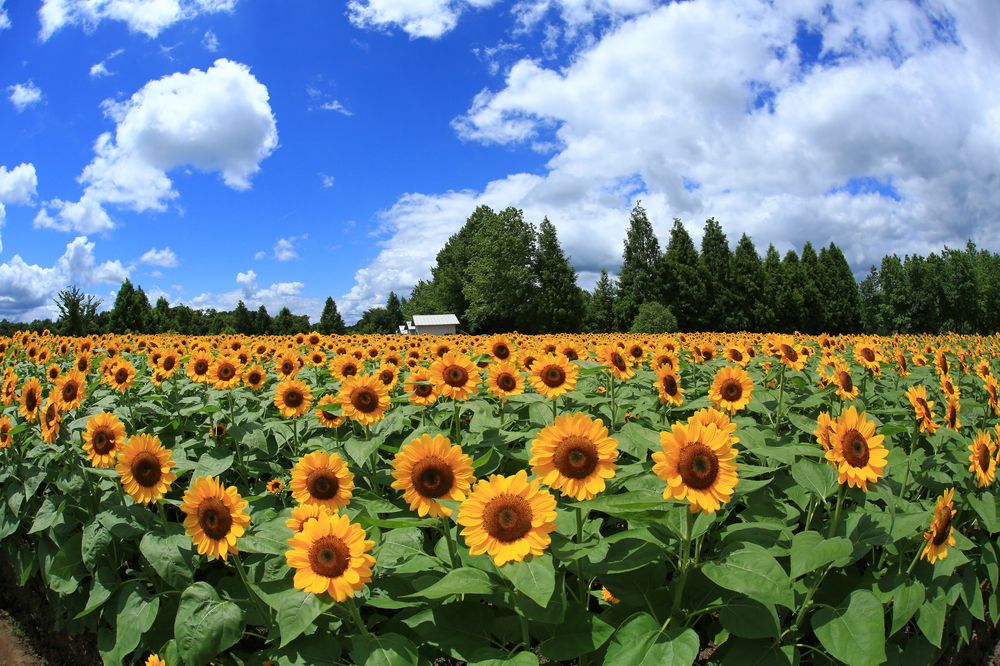 世羅高原農場の画像 - 7枚目
