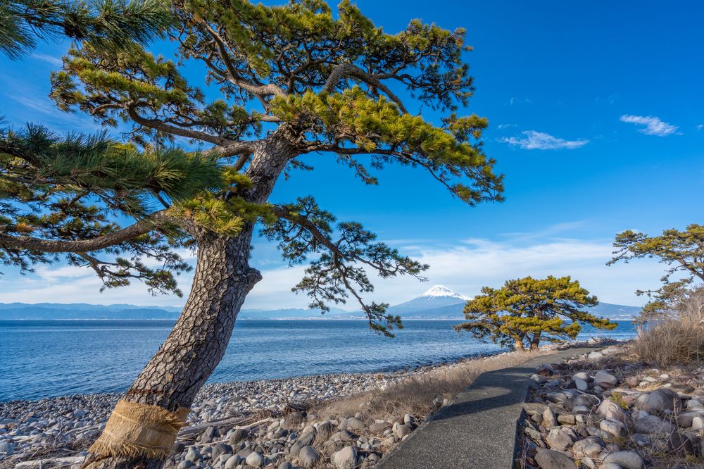 大瀬崎の画像 - 5枚目