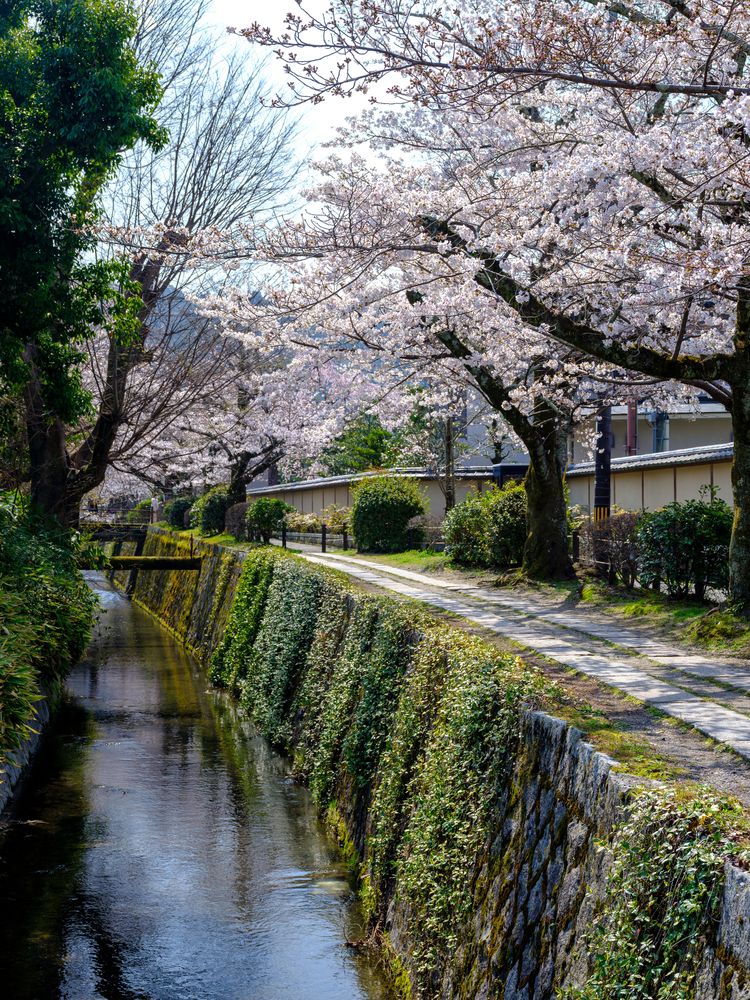 哲学の道の画像 - 3枚目