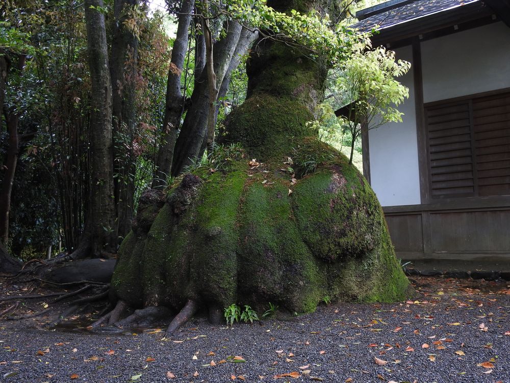 伊雜宮の画像 - 4枚目