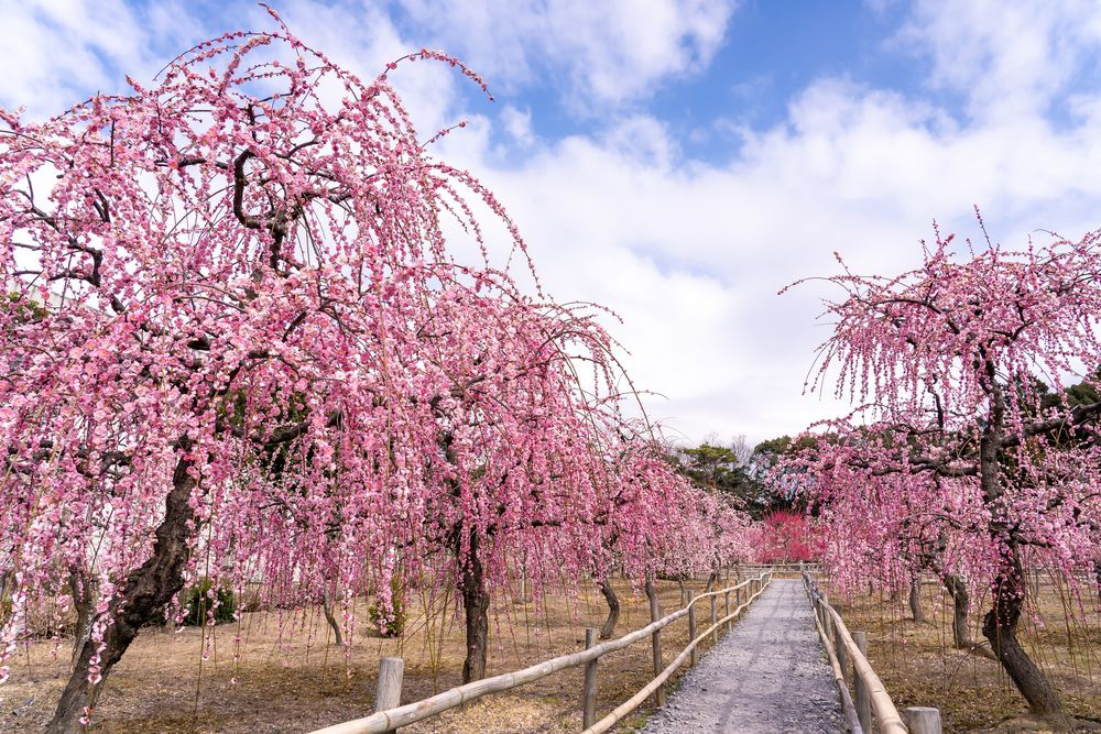 菅原神社の画像 - 5枚目