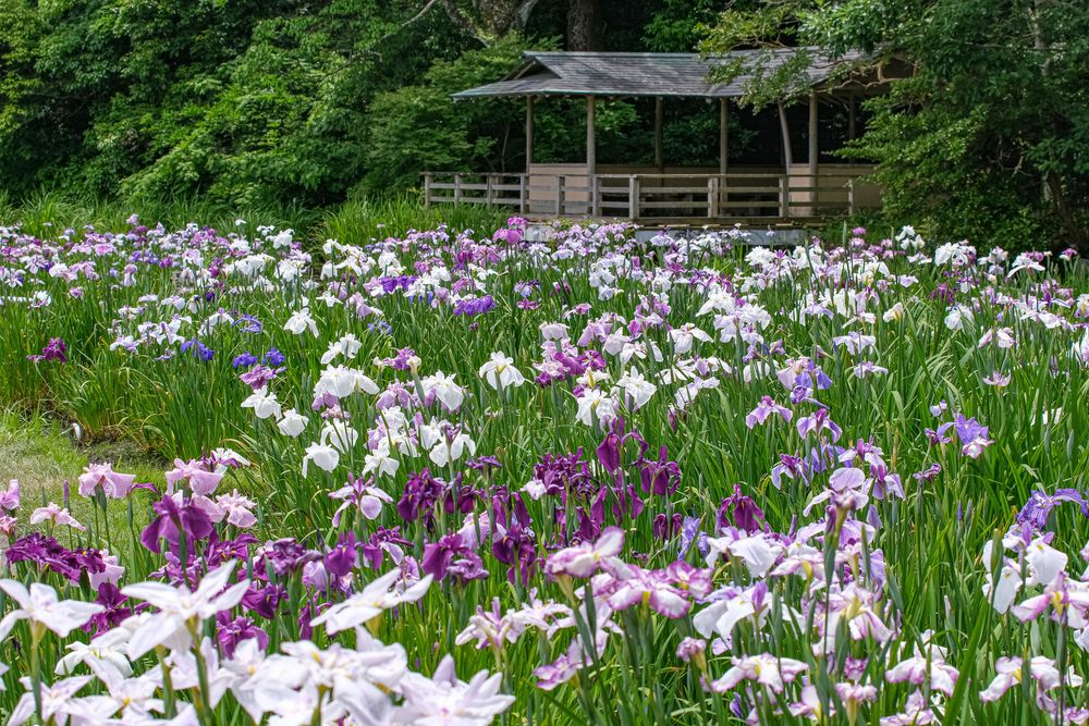 勾玉池の画像 - 6枚目