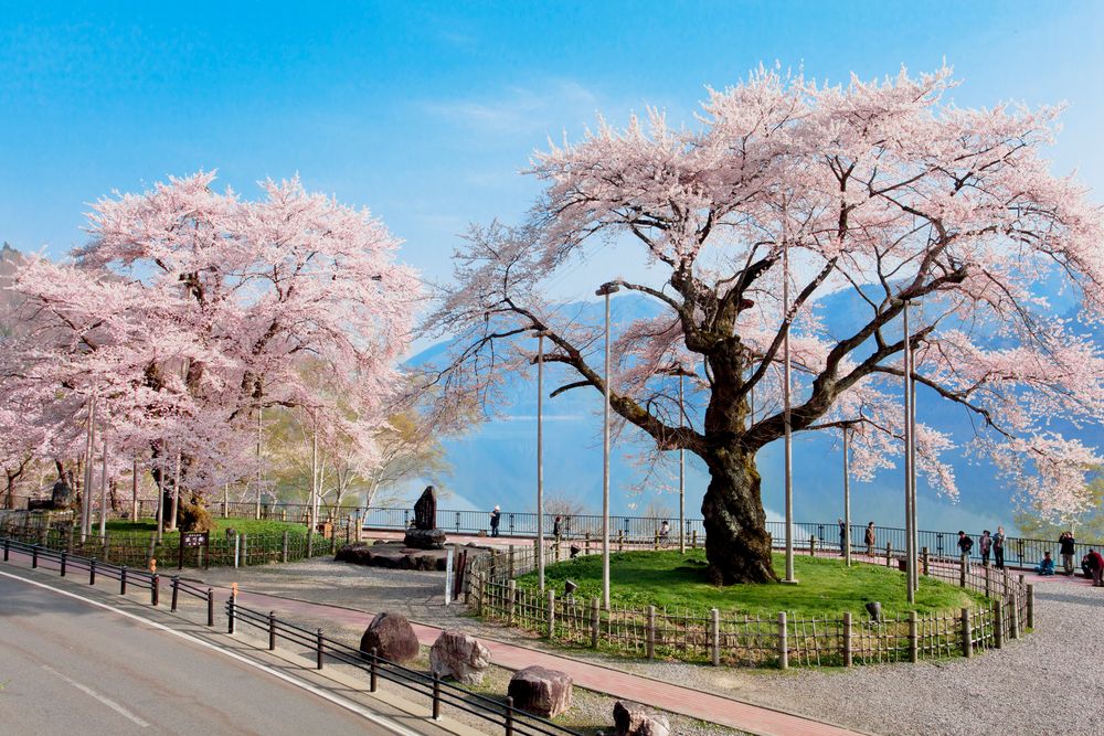 荘川桜公園の画像 - 3枚目