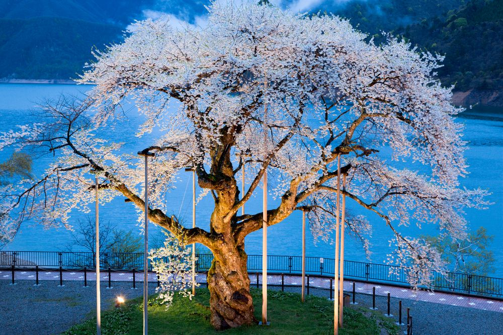 荘川桜公園の画像 - 4枚目