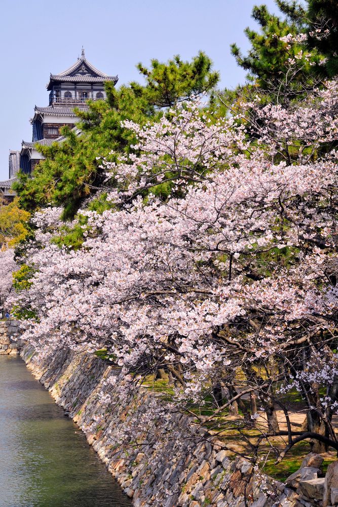 広島城の画像 - 4枚目