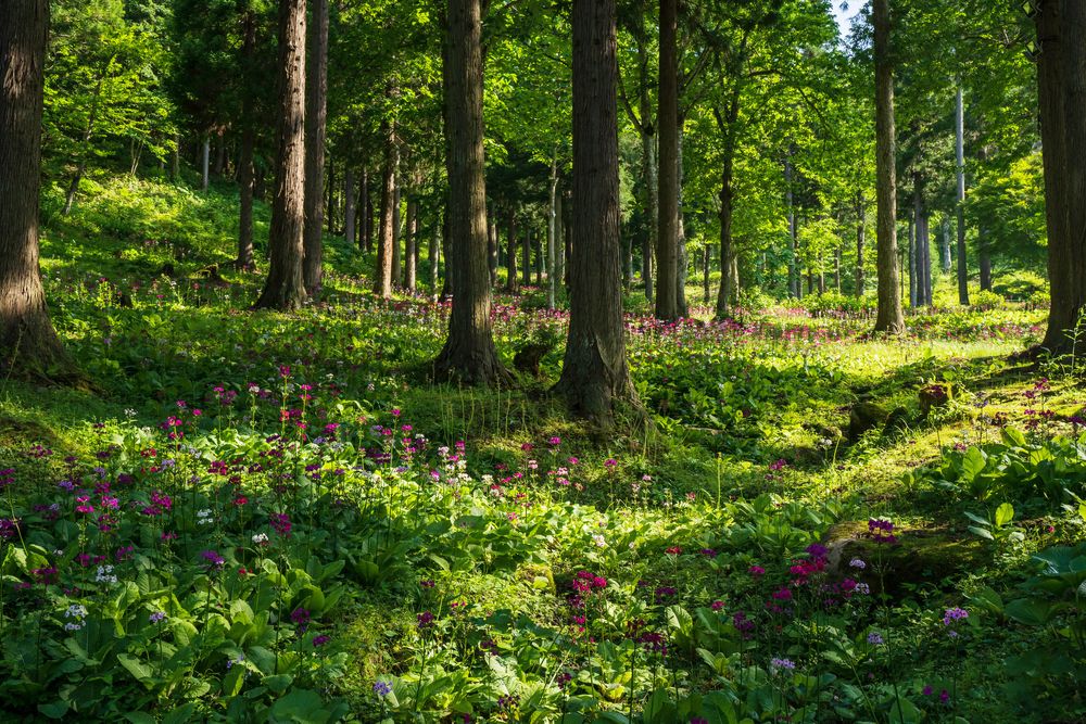 花の森 四十八滝山野草園】の周辺スポット・アクセス・口コミ - Prism