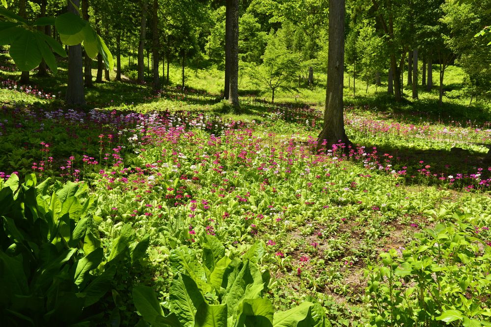 花の森 四十八滝山野草園】の周辺スポット・アクセス・口コミ - Prism