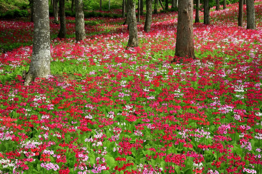 草野 花の森 四十八滝山野草園】の周辺スポット・アクセス・口コミ - Prism