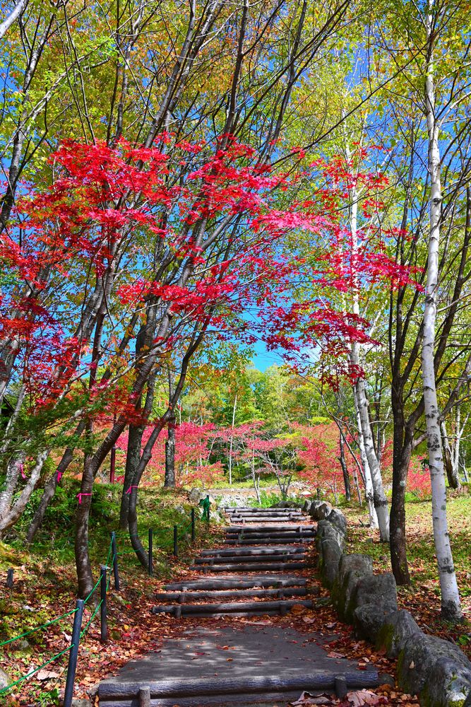 鍋平高原の画像 - 6枚目