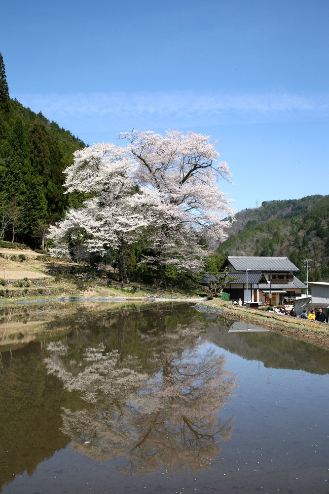 苗代ザクラの画像 - 2枚目