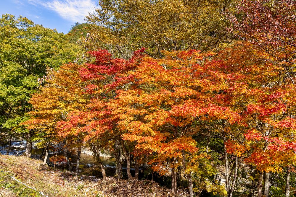 おおくら滝遊歩道の画像 - 5枚目