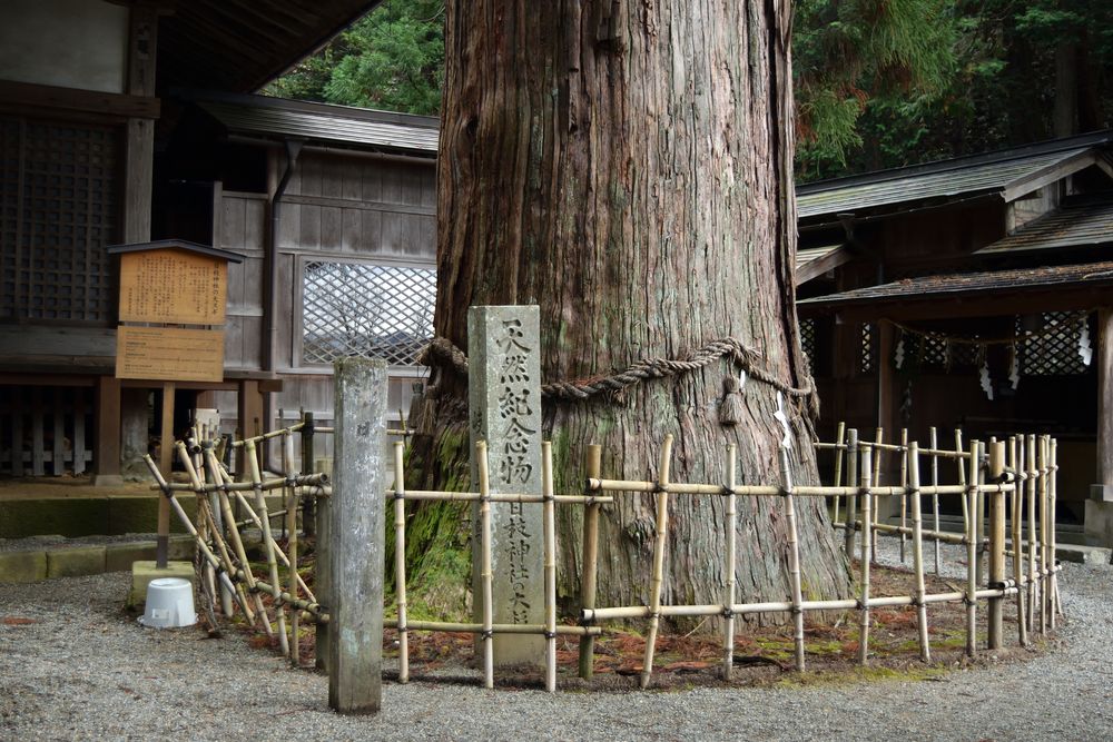 日枝神社の大スギの画像 - 2枚目