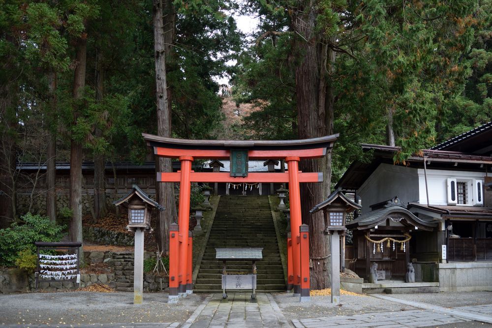 日枝神社の大スギ