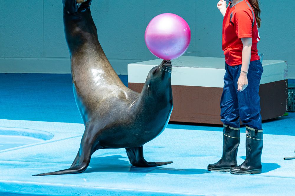 南知多ビーチランドの画像 - 4枚目