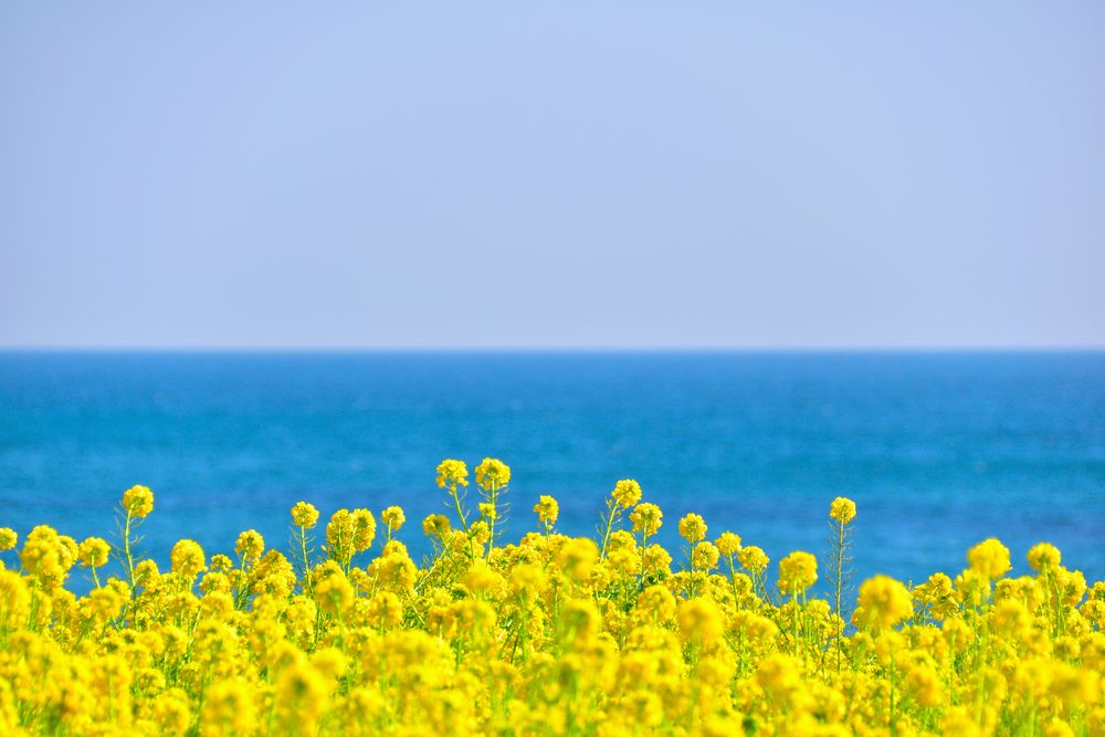 伊良湖岬の画像 - 2枚目