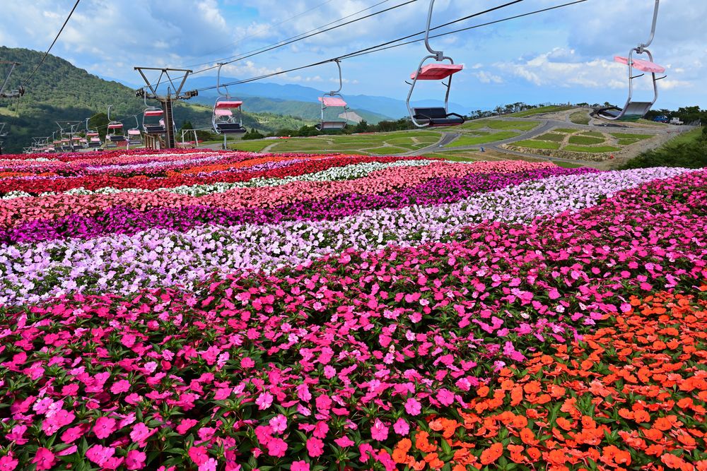茶臼山高原の画像 - 8枚目