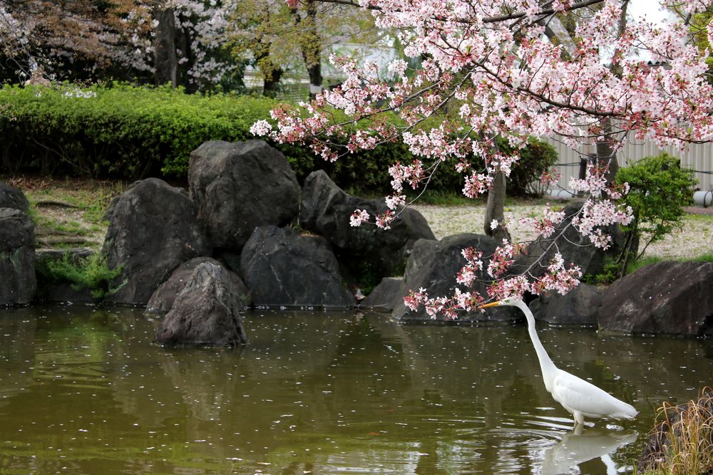 中村公園の画像 - 2枚目