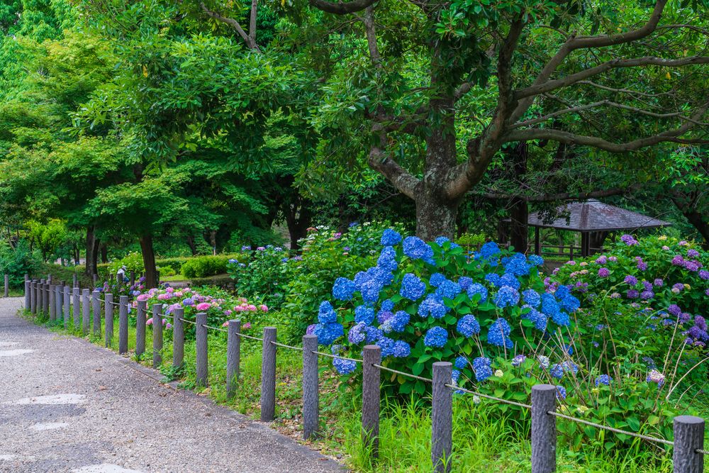 市民四季の森の画像 - 5枚目