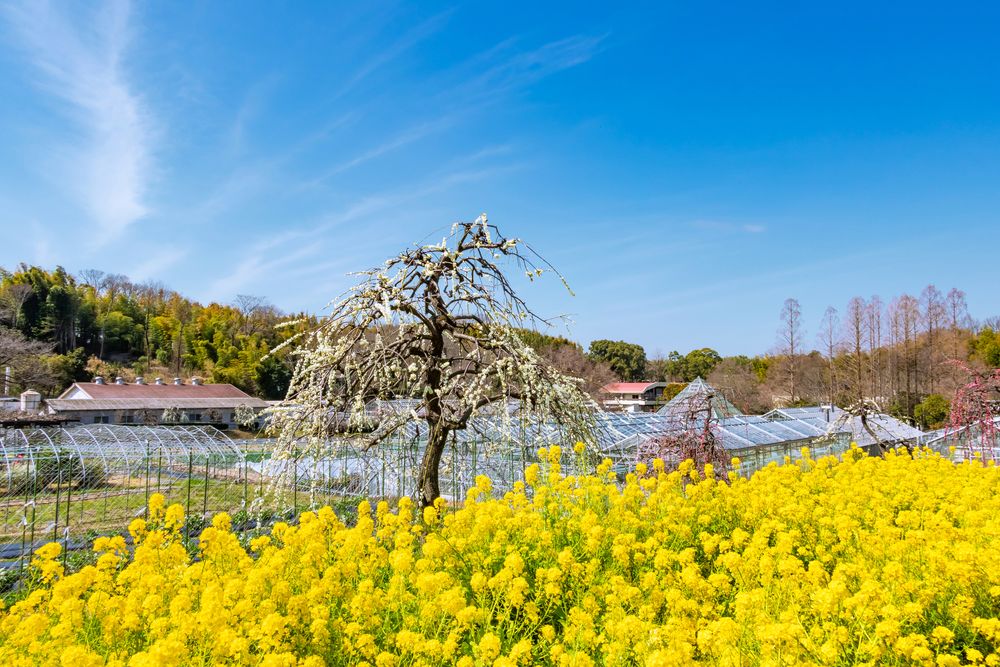 名古屋市農業センターdelaふぁーむの画像 - 5枚目