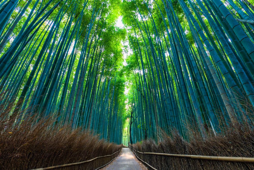 嵐山の画像 - 2枚目