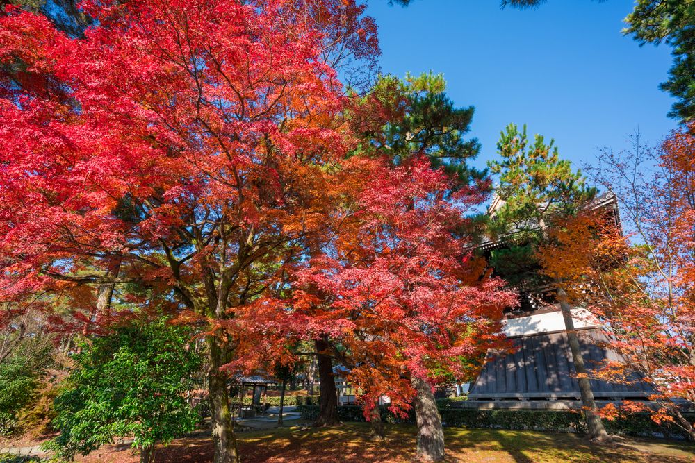 相国寺の画像 - 2枚目