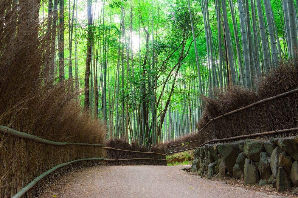 竹林の道の画像 - 2枚目