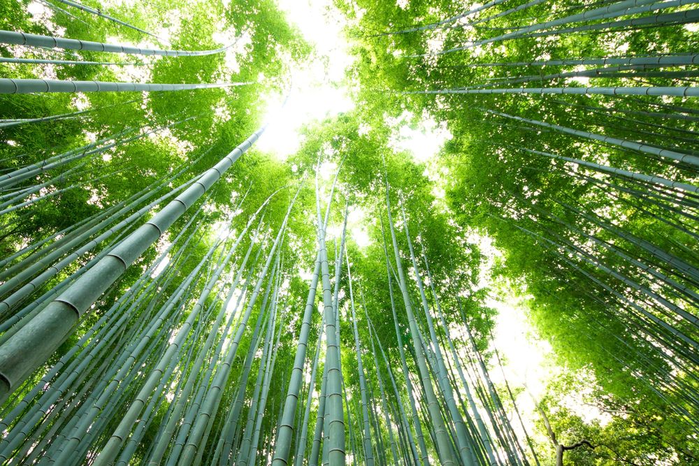 竹林の道の画像 - 3枚目