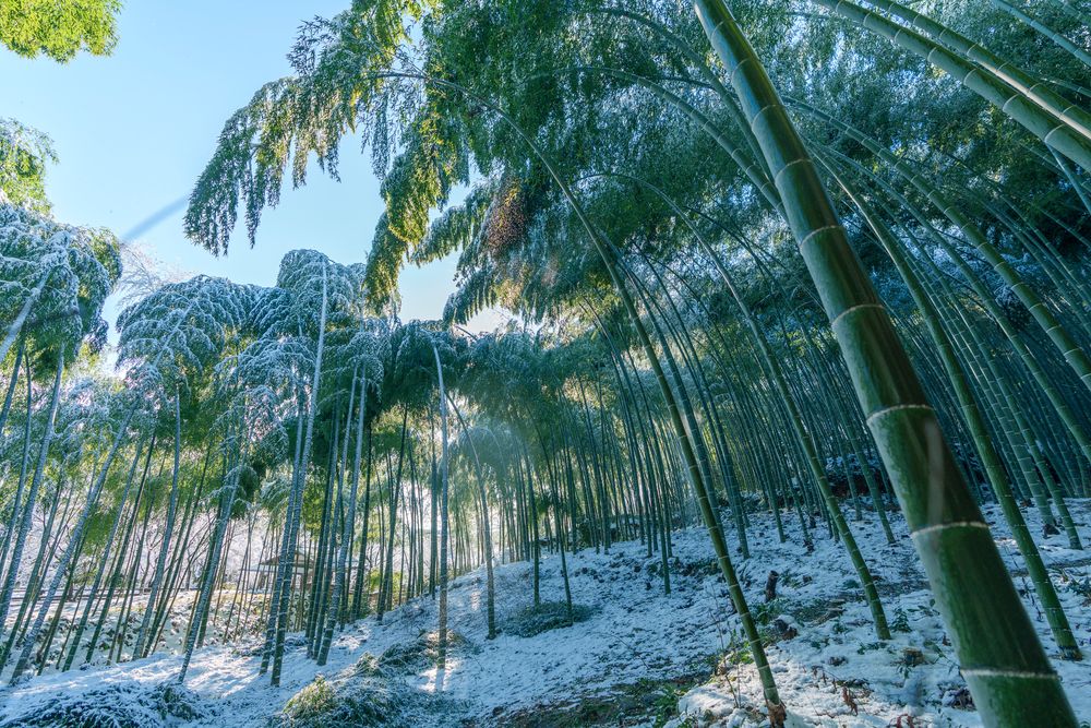 竹林の道の画像 - 4枚目