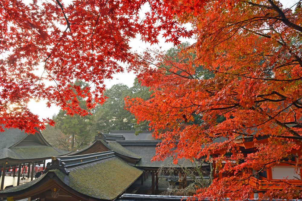 出雲大神宮の画像 - 4枚目